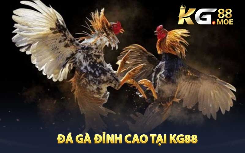 Trải nghiệm đấu trường đá gà KG88
