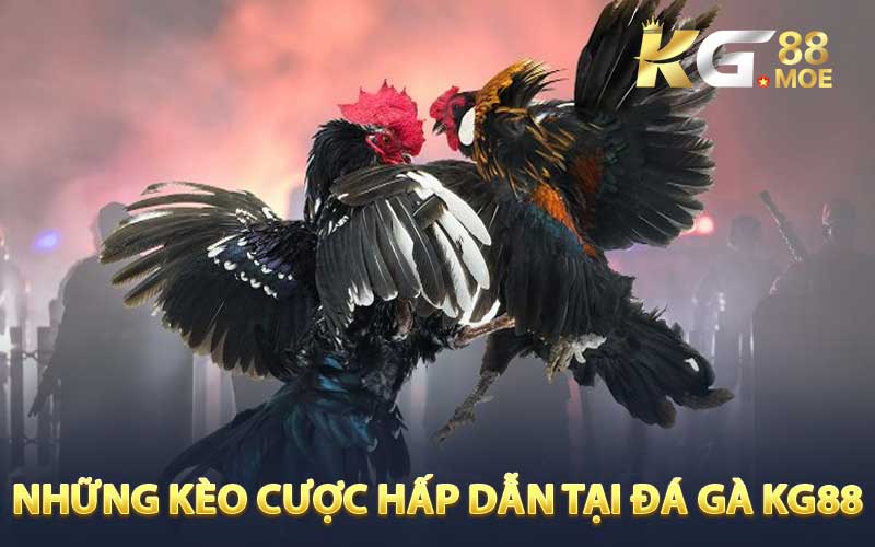 Những kèo cược hấp dẫn tại đá gà KG88